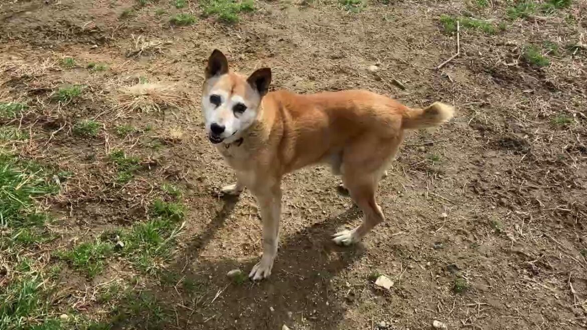 【緊急】関東でキャラバン・ハイエースを甲斐犬搬送で使わせていただける方居られませんでしょうか? 【緊急】関東でキャラバン・ハイエースを甲斐犬搬送で使わせていただける方居られませんでしょうか?