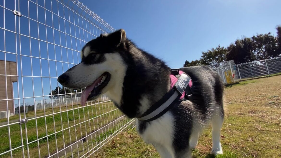 【FieldWan 】ボールに弄ばれるアラスカンマラミュート