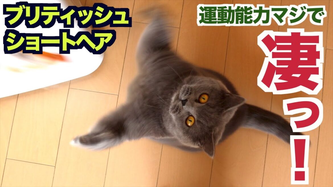 堕落した休日を過ごそうと思った私に…そうはさせなかった猫と一緒に堕落してた猫…笑