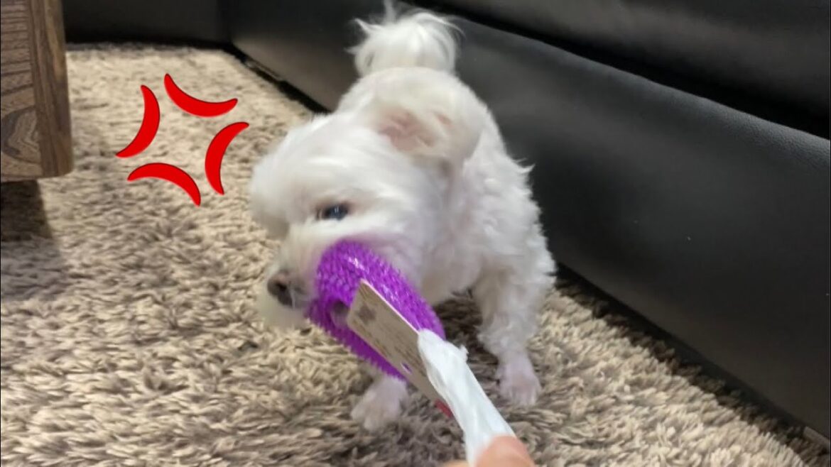 トリミングを頑張った犬にご褒美をあげたらこうなった【マルチーズ】