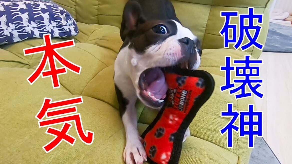 【検証】絶対に壊れないおもちゃタフィーvs破壊犬ゼロ！【ボストンテリアとフレンチブルドッグ】