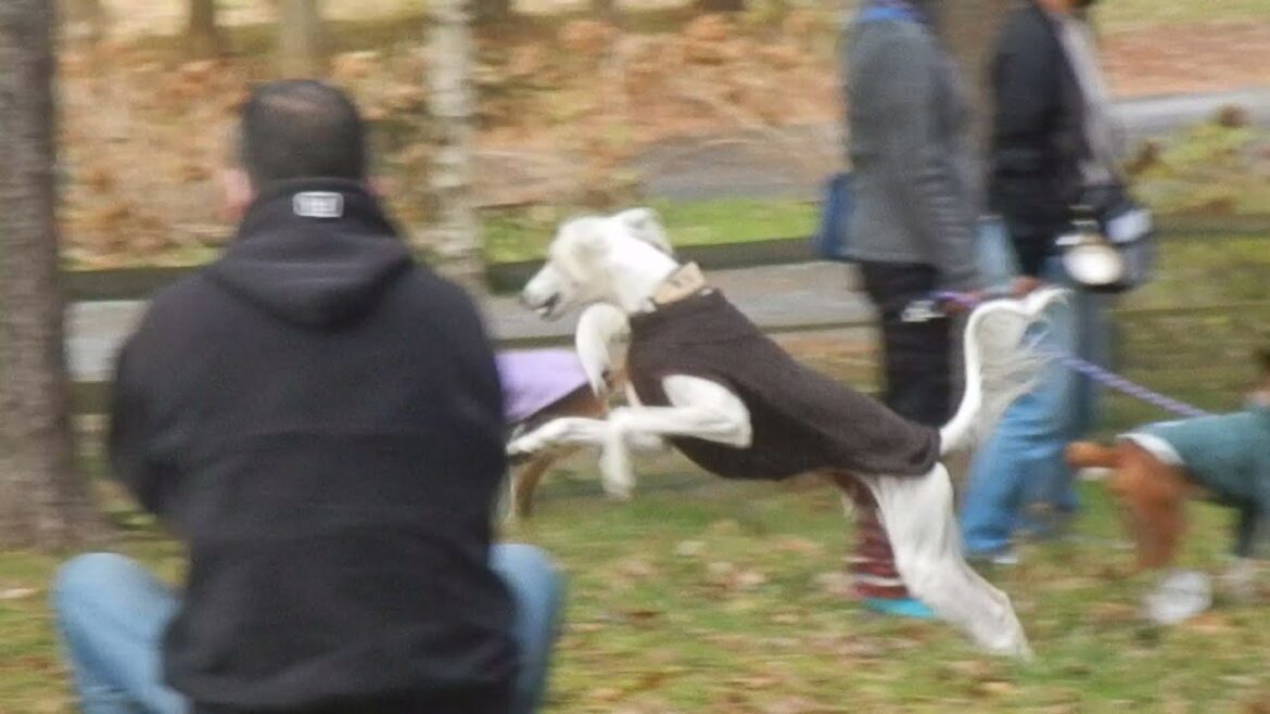 サルーキと林檎狩り！ランでひと遊び♪（Saluki)