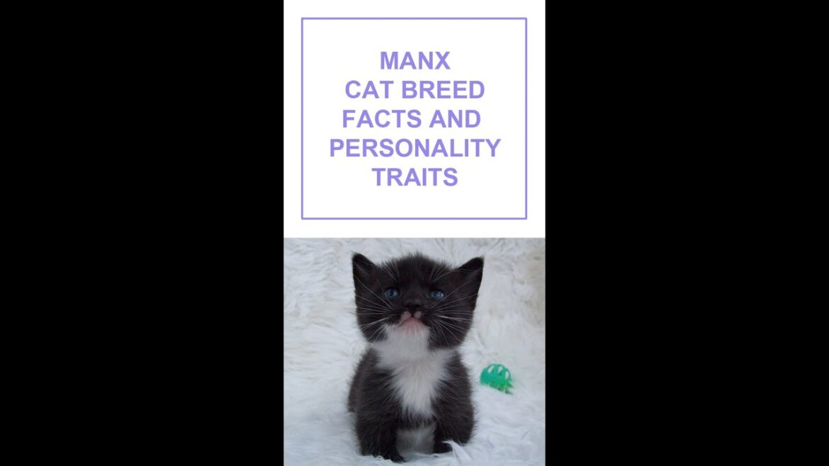 Manx Cat Breed Facts and Personality Traits #Shorts