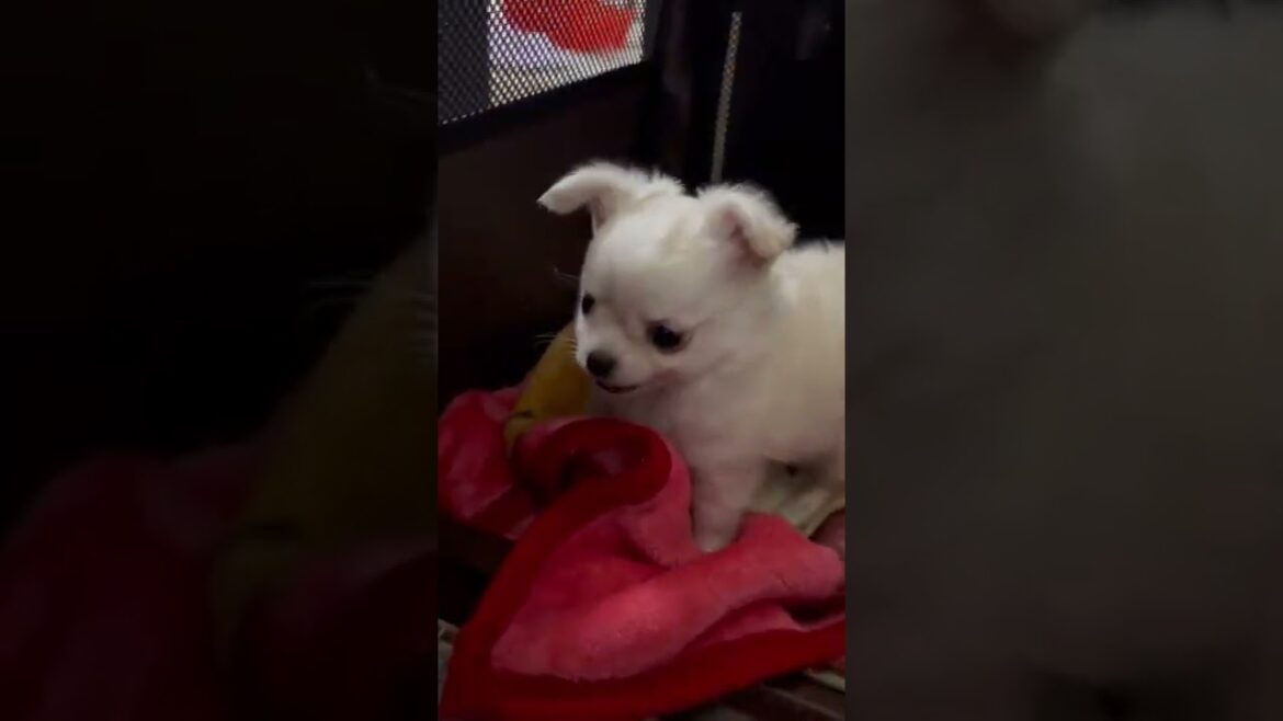 チベタンスパニエル 甘えん坊で愛嬌たっぷり