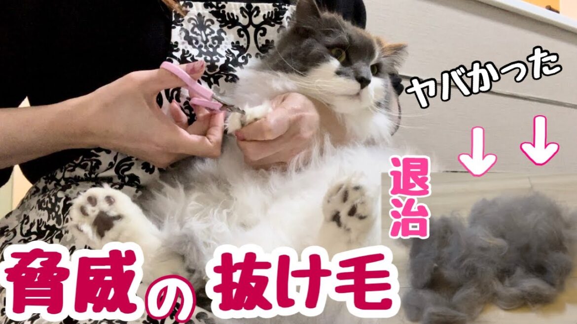 ノルウェージャンの抜け毛が半端ないので飼い主より高級クレンジングクリーム使ったよ💦