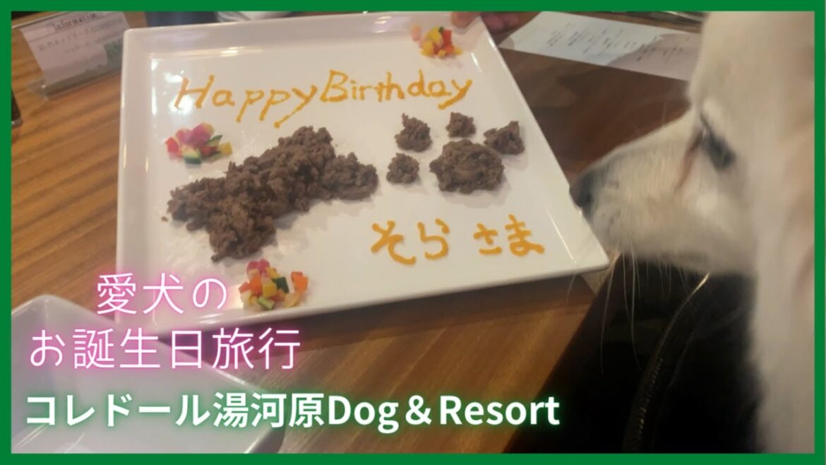 犬連れ湯河原旅行 コレドール湯河原Dog＆Resort 愛犬のお誕生日祝い【日本スピッツ】