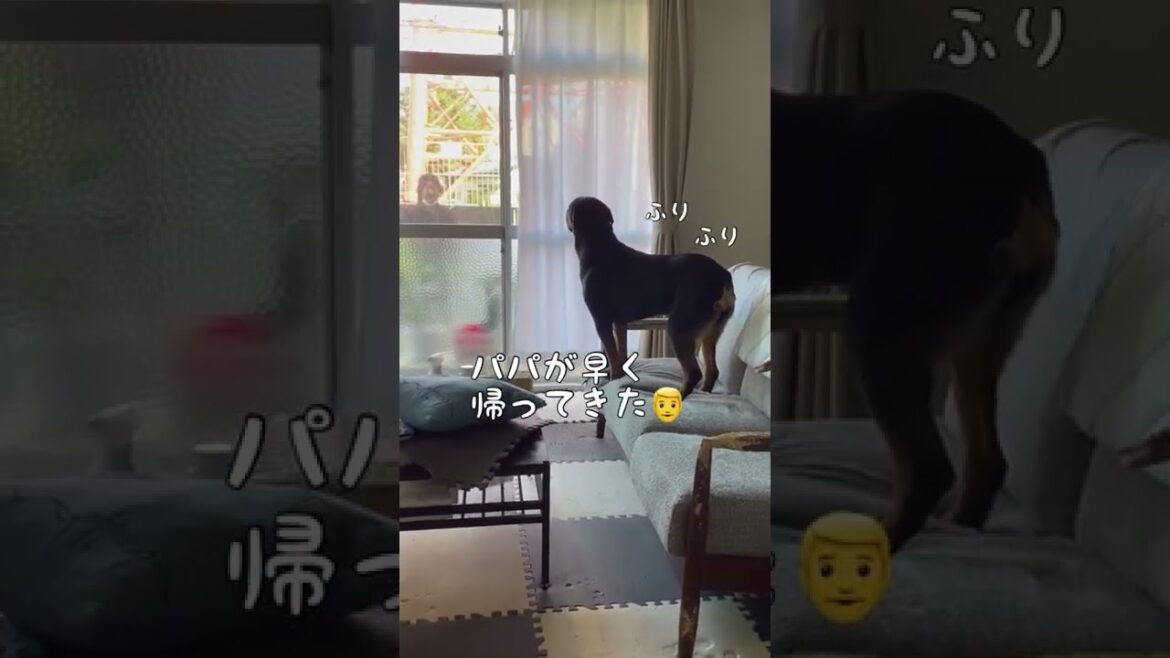 【大型犬】おしりで喜びを表現するロットワイラー #shorts