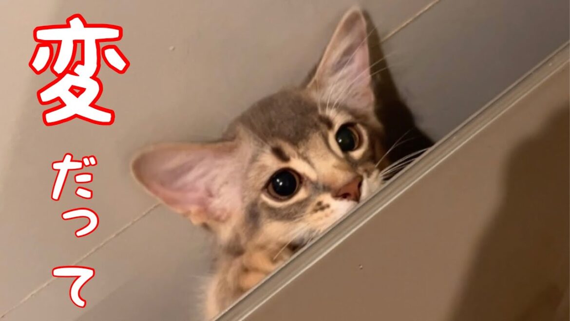 僕の寝相…変だって…❣️【ソマリ】 僕の寝相…変だって…❣️【ソマリ】