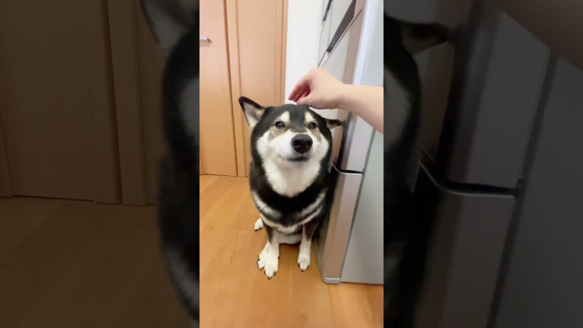 お肉を待つ柴犬は、待ちくたびれて、ついに牙をむく！！