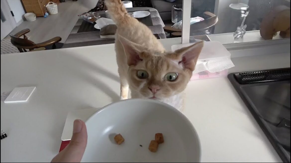 まだご飯の時間ではないので、催促してきたデボン猫にチュールビッツで我慢してもらいました まだご飯の時間ではないので、催促してきたデボン猫にチュールビッツで我慢してもらいました