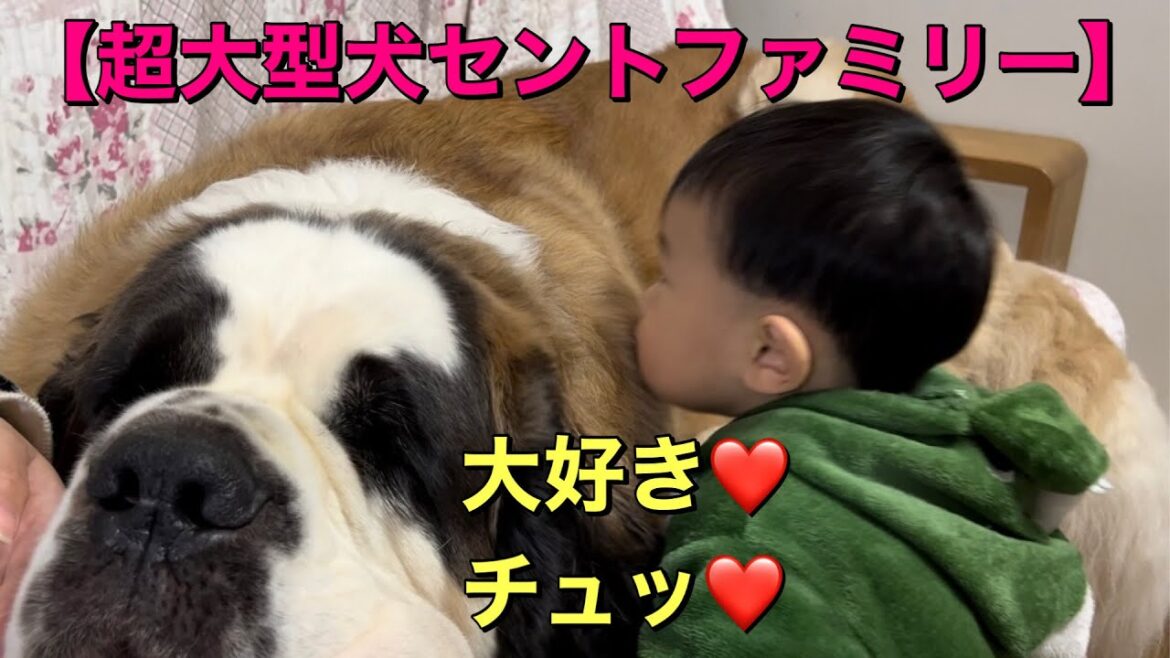 【超大型犬セントファミリー】孫が大好きな、ららちゃんに「チュッ」をする❤️癒しのほのぼの時間❤️