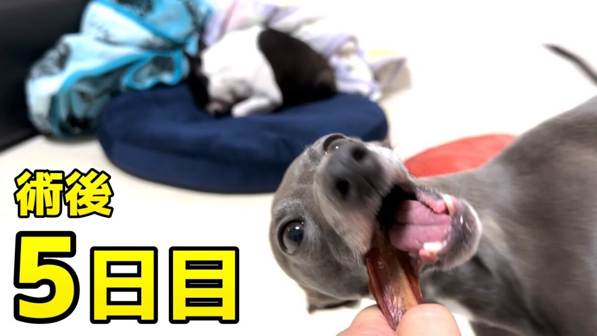 【ボストンテリアとイタグレ】腫瘍摘出手術５日目のボステリ Boston terrier & Italian greyhound