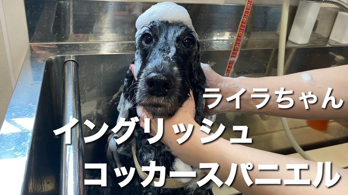 イングリッシュコッカースパニエル ライラちゃん【English Cocker  Spaniel】 イングリッシュコッカースパニエル ライラちゃん【English Cocker  Spaniel】