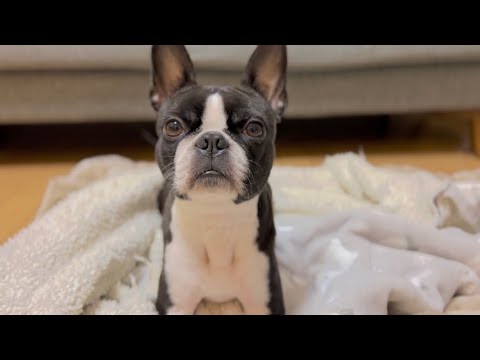 早朝朝5時、愛犬とBBAのありのままの姿をお見せします【ボストンテリア】 早朝朝5時、愛犬とBBAのありのままの姿をお見せします【ボストンテリア】