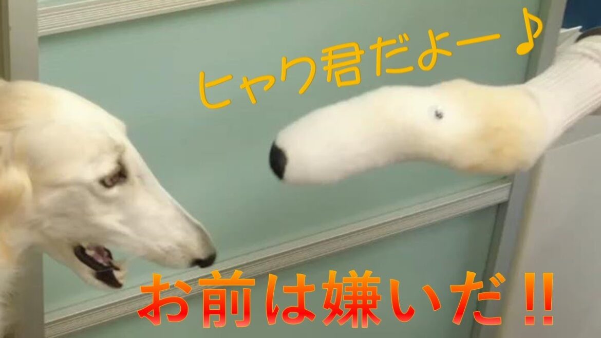 ヒャク君再び🐶 怒る ボルゾイ