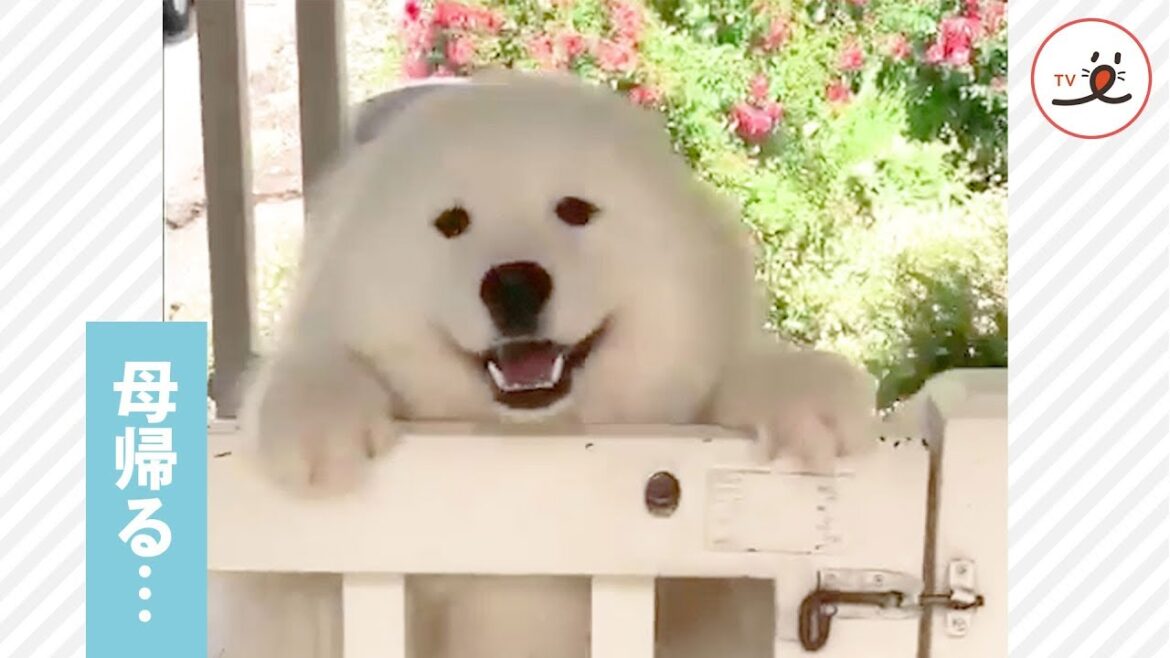 サモエドママがお出かけから帰って来た❣️ 久しぶりの再会に歓喜する親子犬😍【PECO TV】 サモエドママがお出かけから帰って来た❣️ 久しぶりの再会に歓喜する親子犬😍【PECO TV】