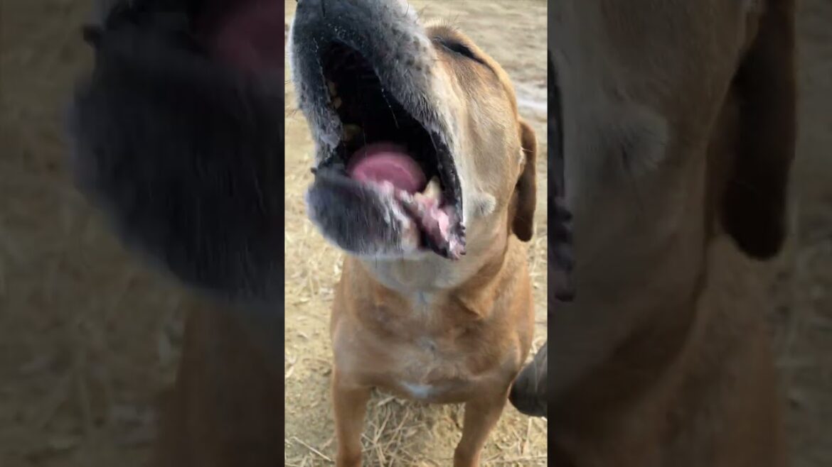 【観覧注意】嫉妬する柴犬　#Shorts