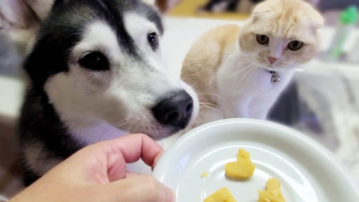 愛しの子猫とハスキー犬達にバレンタインクッキーを作ったらこうなった…笑 愛しの子猫とハスキー犬達にバレンタインクッキーを作ったらこうなった...笑