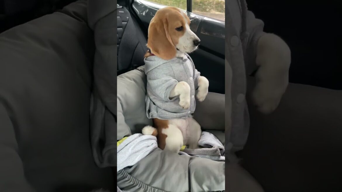 車の乗り方が少し変なビーグル犬　#shorts