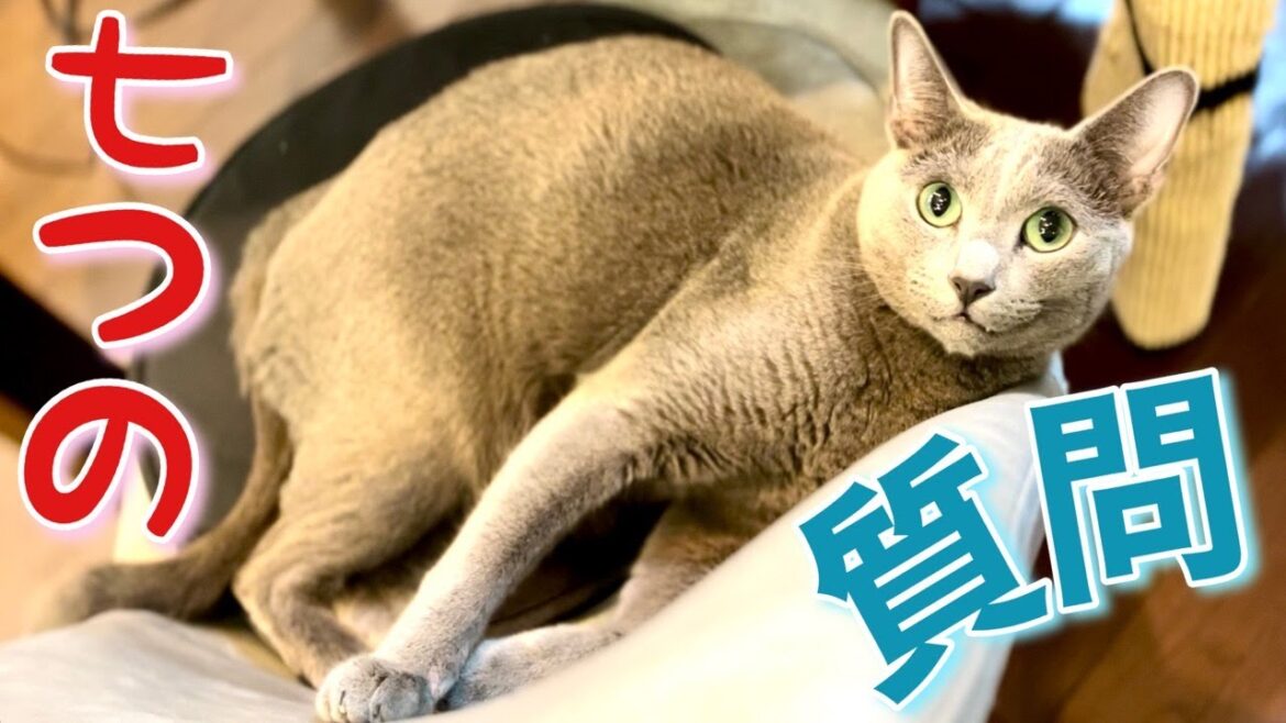 猫が語る~4才を迎える前の心境【ロシアンブルー】Russian Blue cat Kotetsu~The state of mind before reaching the age of 4 猫が語る~4才を迎える前の心境【ロシアンブルー】Russian Blue cat Kotetsu~The state of mind before reaching the age of 4