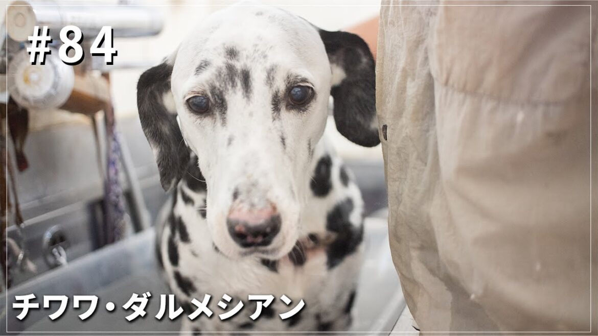 トリミング：チワワ・ダルメシアン【クッキーアンドマロンの日常＃84】