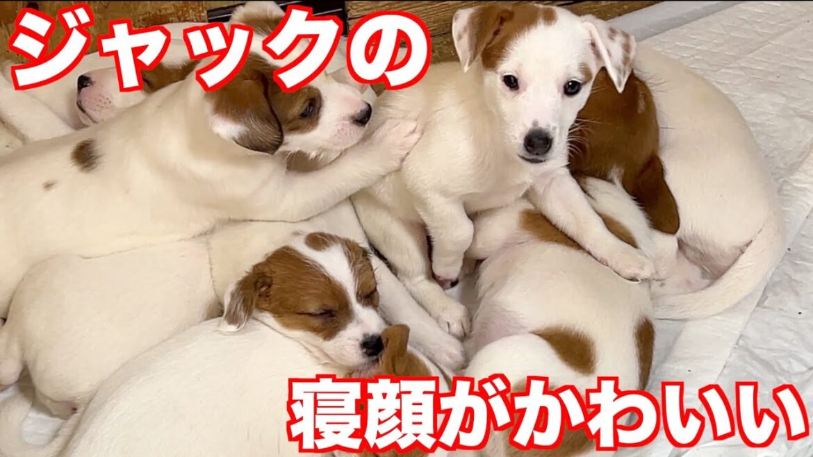 【ジャックラッセルテリア】ジャックちゃんの寝顔は面白くてやっぱりかわいい動物癒し動画「にくきゅう」