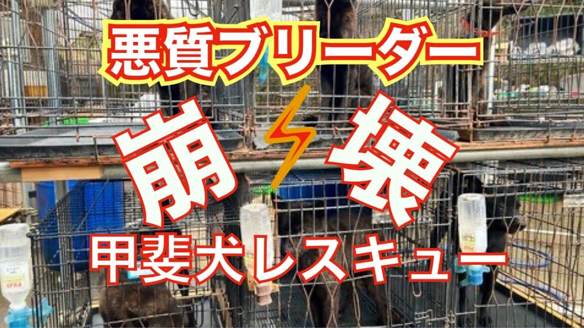 悪質ブリーダーから甲斐犬１０頭レスキューします！