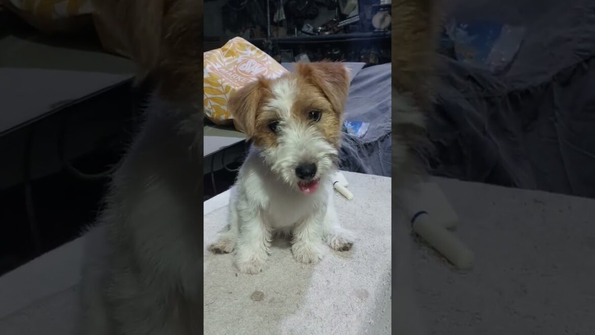 try this sound and see how your dog reacts. 😍 #pets #dog #puppy #jackrussell #shorts #fyp
