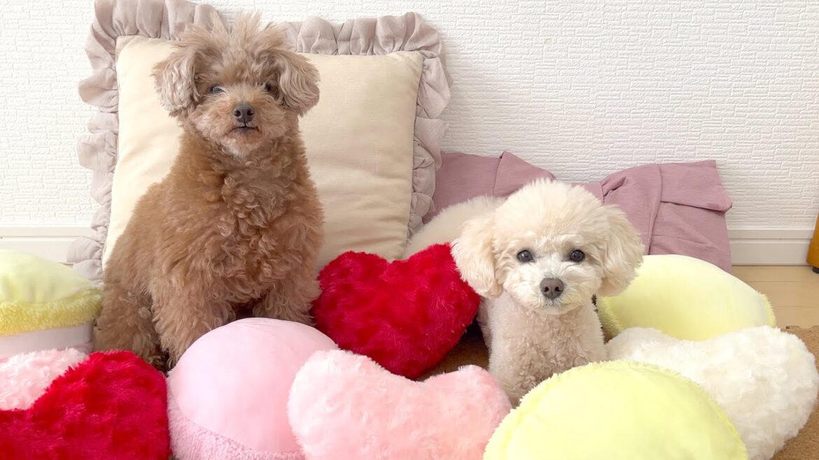 バレンタインにまさかのおもちゃぶん投げとケーキを楽しむ愛犬達
