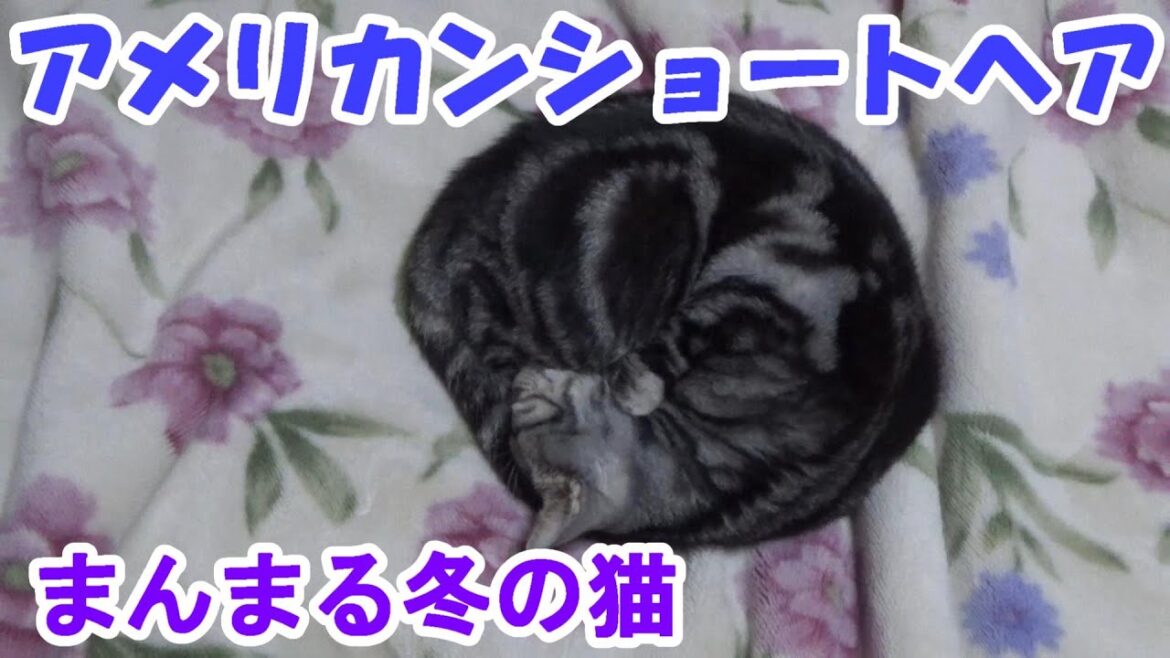 もこもこ寝てる冬の猫(アメリカンショートヘア) もこもこ寝てる冬の猫(アメリカンショートヘア)