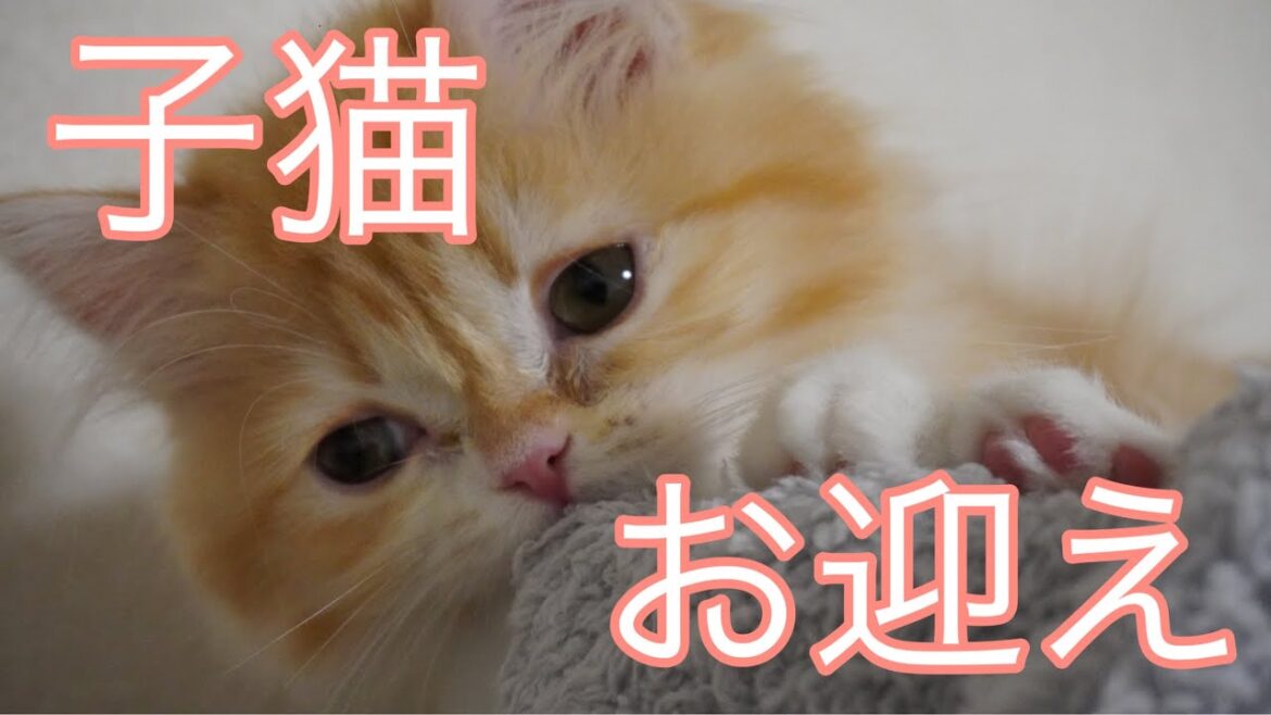 【子猫お迎え】生後2ヶ月サイベリアンの子猫をお迎えしました