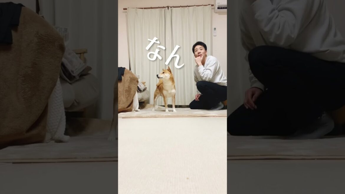 犬らしく鼻を使った柴犬こむぎ【あるじのステップ】