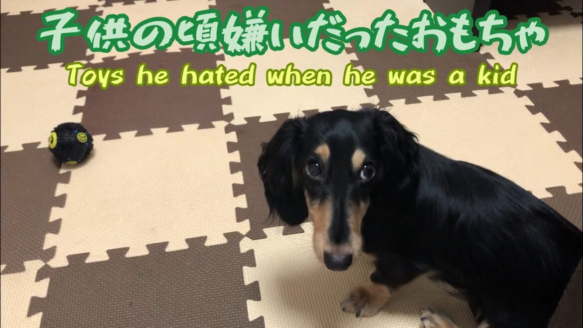 子犬から成犬に成長したミニチュアダックスフンドのブラックタン！