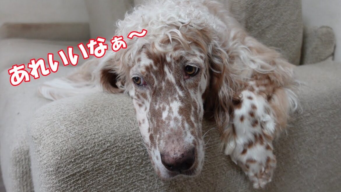 ひとの物が欲しくなるイングリッシュセッター「ペイジ」