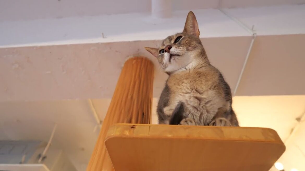 【アビシニアン】キャットタワーのアビィ　上までいきました