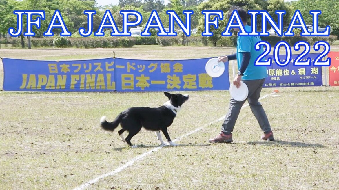 日本最強の犬はやっぱり凄い フリスビードック日本一決定戦