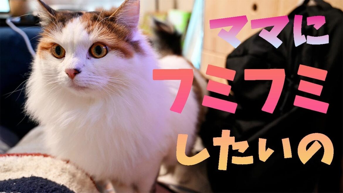 フミフミしたいのにラグドールに見張られてできない末っ子サイベリアン。でもやっぱり一番強いのは優男のメインクーンです。