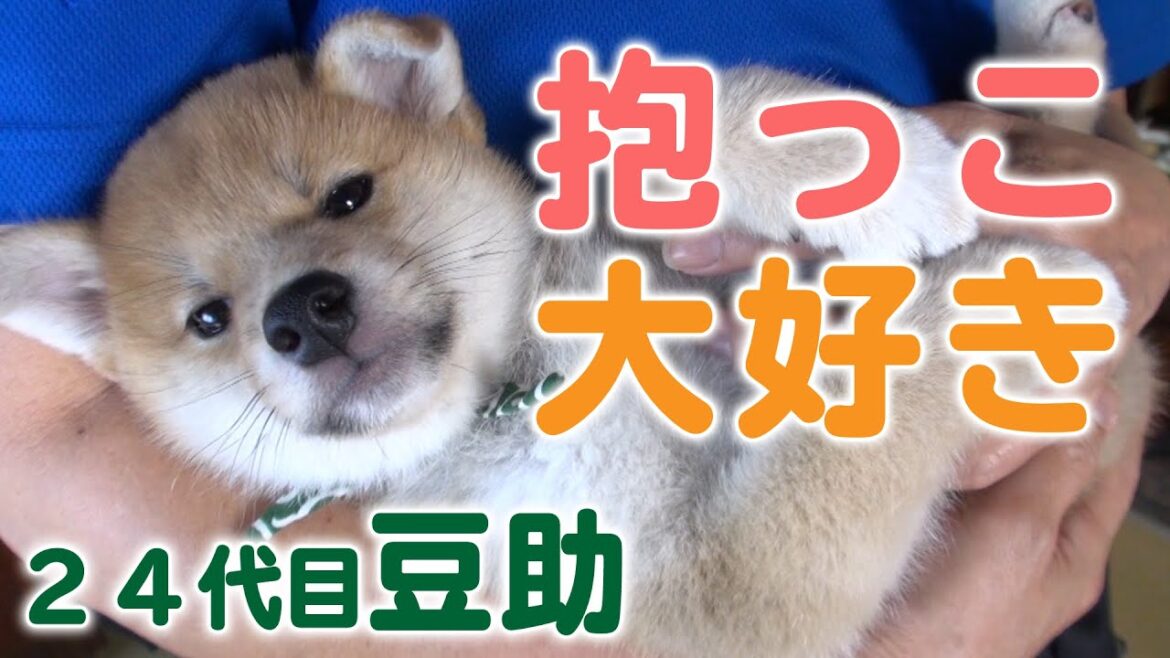 甘えん坊な24代目豆助【柴犬・豆柴】[Shiba Inu / Mameshiba/Puppy]