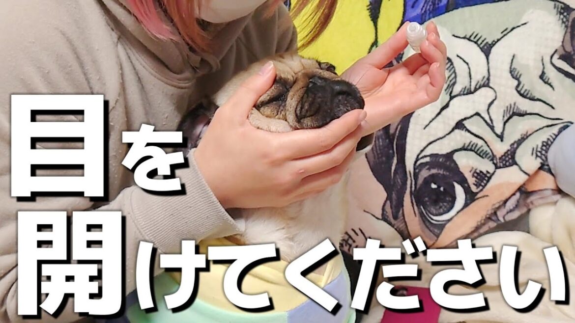 初めての目薬に苦戦するパグと飼い主|怪我の治療記録|パグのぺろ吉pug犬| 初めての目薬に苦戦するパグと飼い主|怪我の治療記録|パグのぺろ吉pug犬|