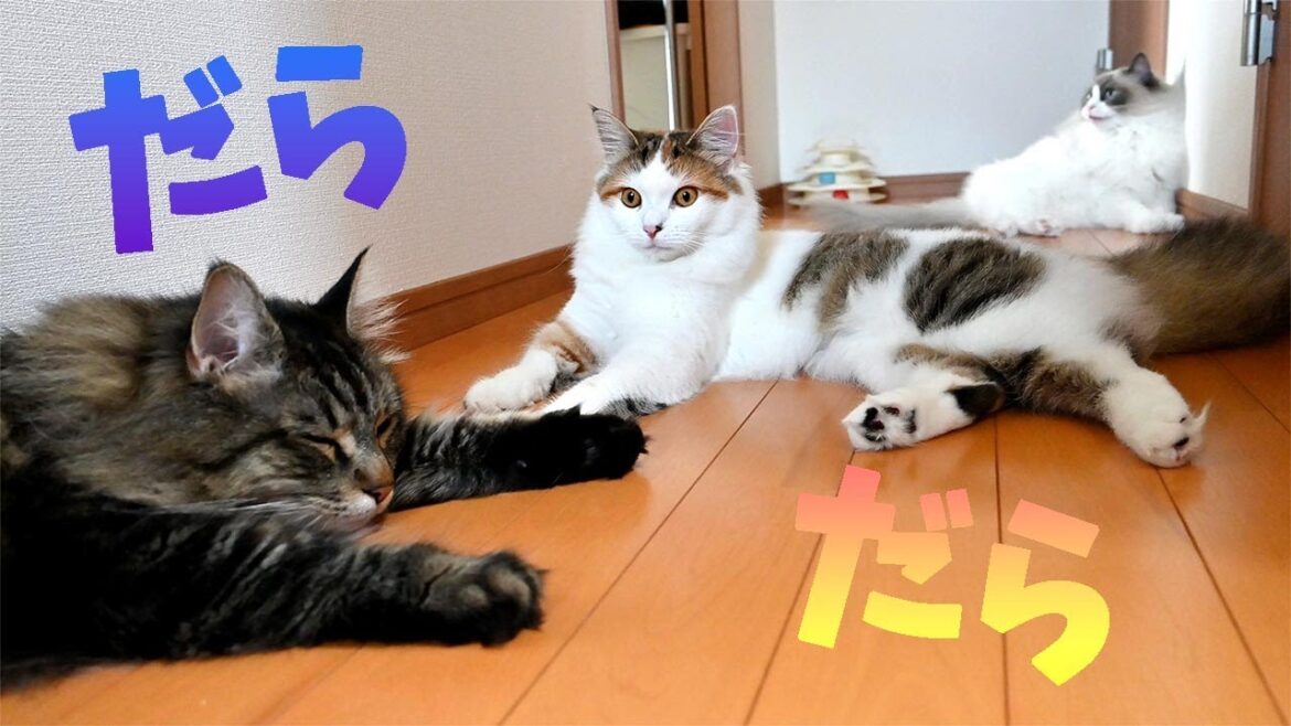 サイベリアンのかわいい声、暑そうなラグドール、のりに挑むメインクーン！？今日もみんな仲良しでかわいいです！