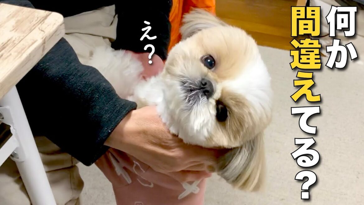 【シーズー】うちの愛犬、何か間違えてる？分析してください www【231】
