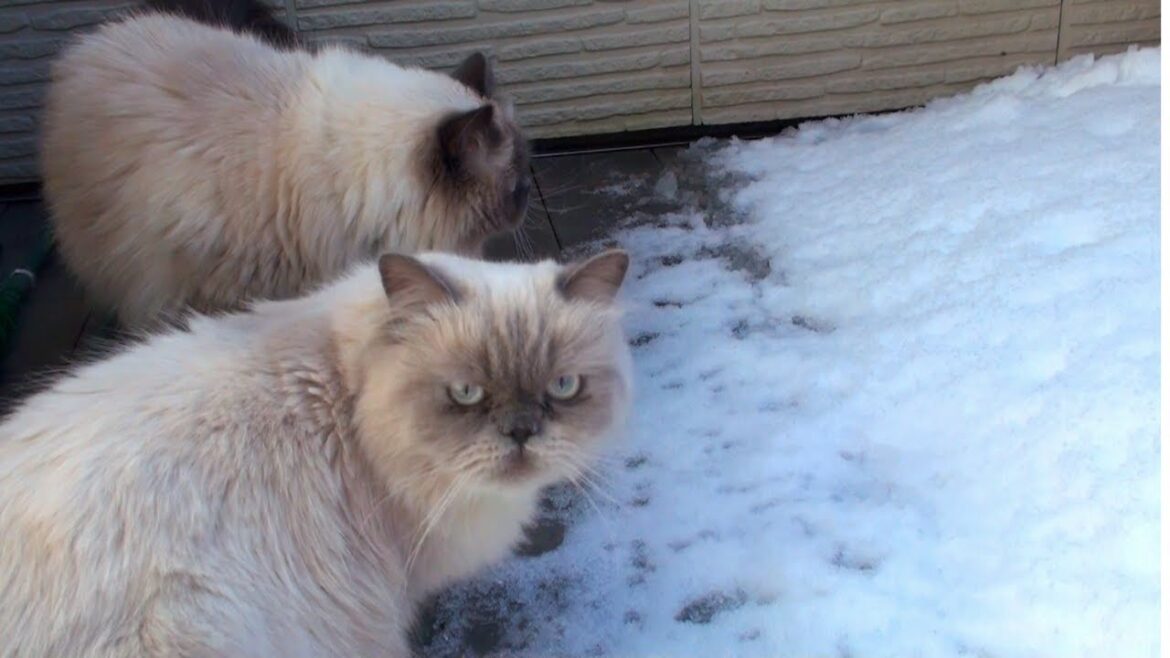 長毛種の猫たちは雪は平気なの？【ヒマラヤン猫】