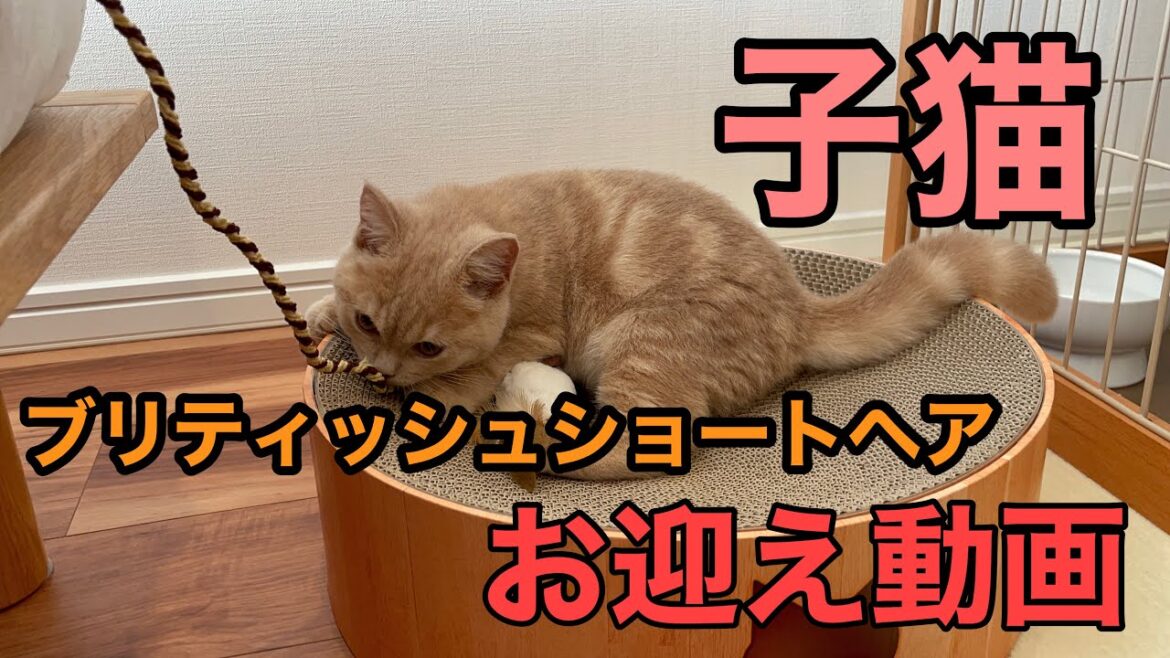 【子猫お迎え】ブリティッシュショートヘアの子猫をお迎え