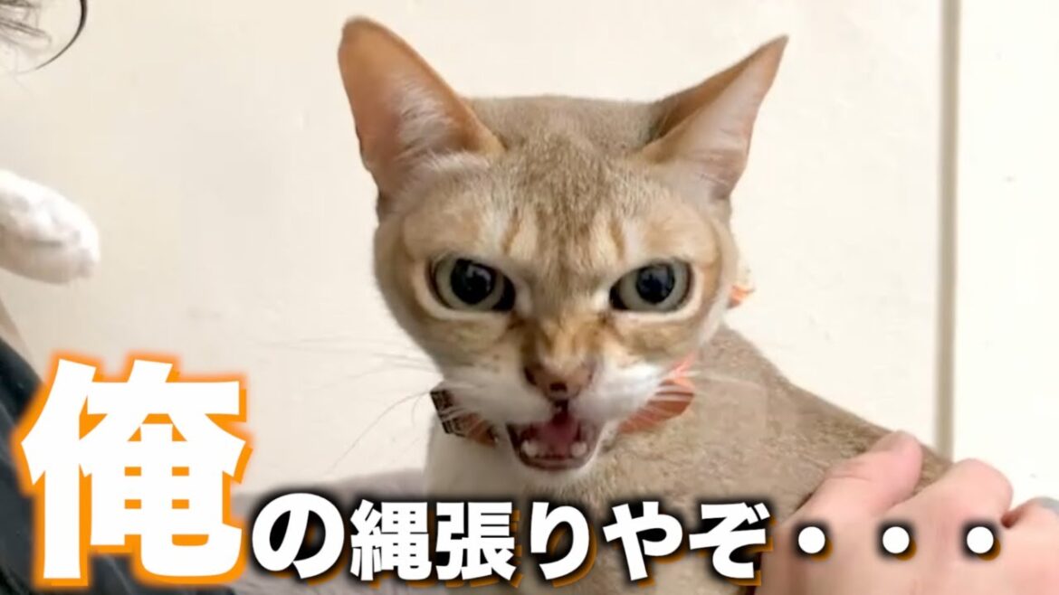 新人猫に先住猫が縄張りを主張しすぎて困りますw 新人猫に先住猫が縄張りを主張しすぎて困りますw