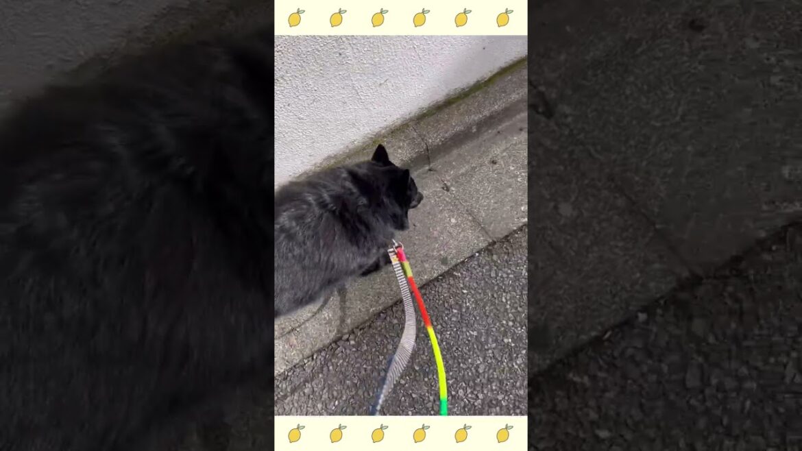 犬のようちえん・ほいくえん・お泊りトレーニング・スキッパーキ#犬のしつけ #shorts