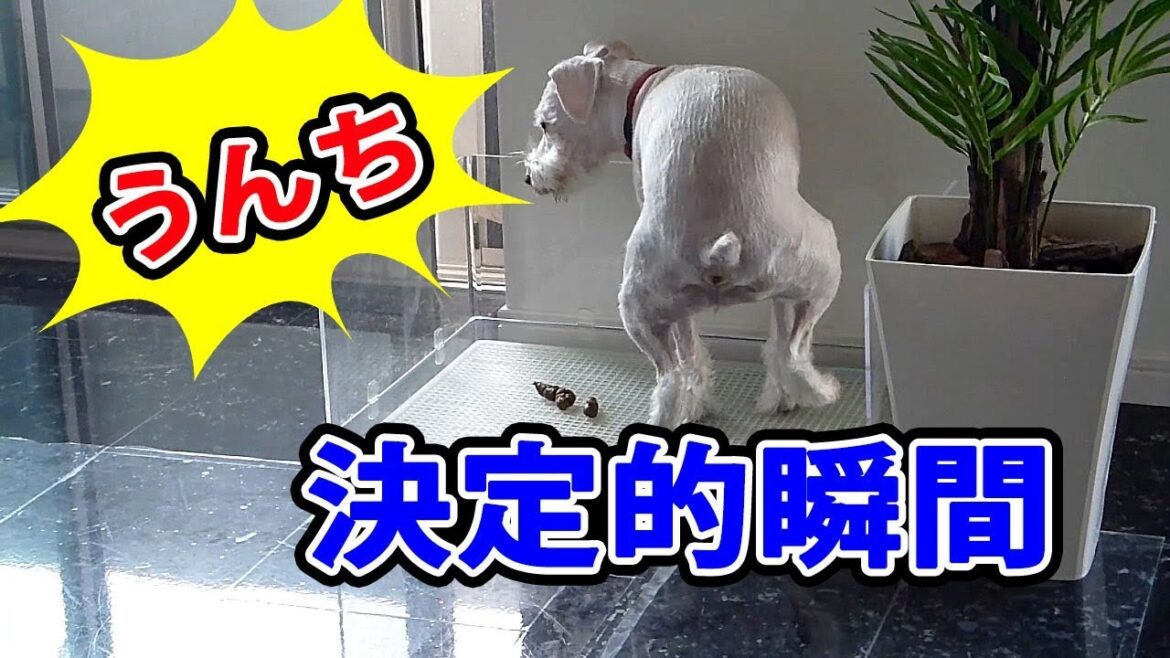 うんちを飛ばす決定的瞬間。 【ミニチュアシュナウザー】