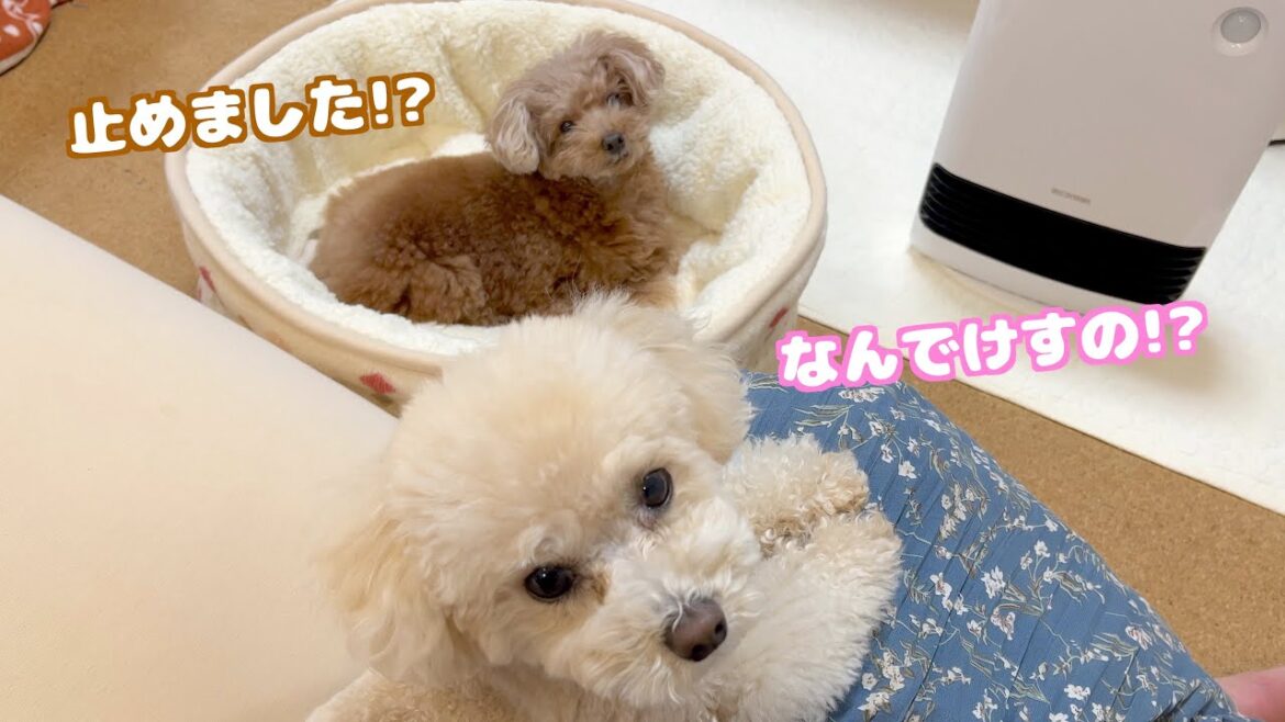 ヒーターを止めた瞬間飼い主に非難の目を向けるトイプードル達