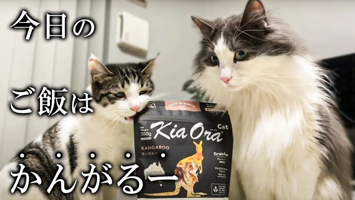 猫ってカンガルー食べるの？【ノルウェージャンフォレストキャット】