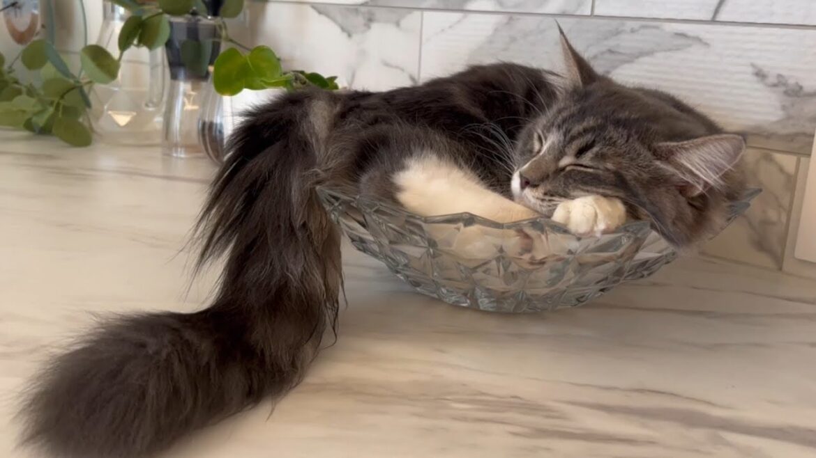 ごろごろまったりくつろぐ子猫【サイベリアン/かわいい】 ごろごろまったりくつろぐ子猫【サイベリアン/かわいい】