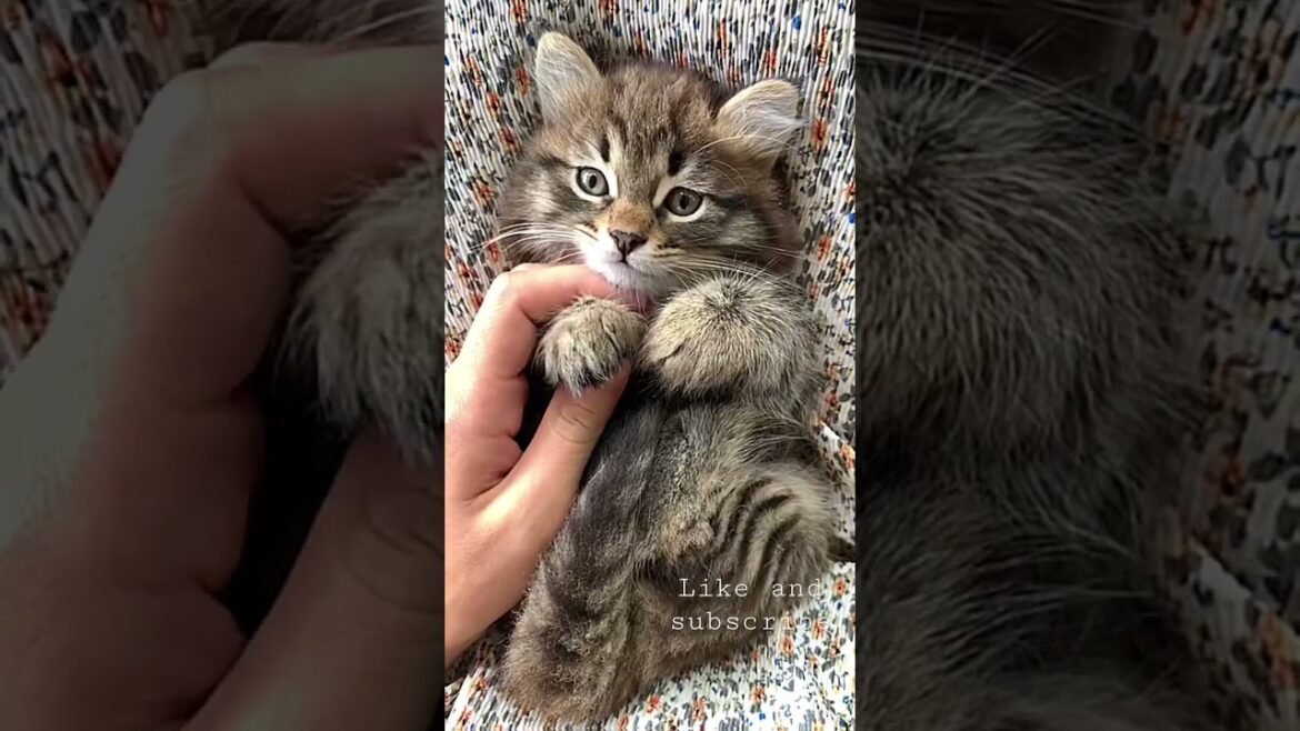 Brown cat | hands massage #cat # brown_cat #cats_feeling#funny_videos
